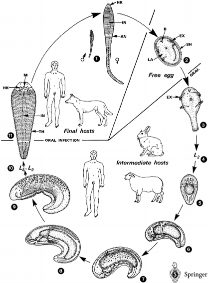 The Encyclopedic Reference of Parasitology by H. Melhorn (2004)