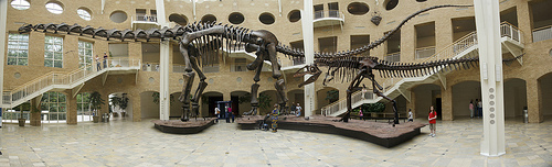 A visit to Fernbank Museum of Natural History.