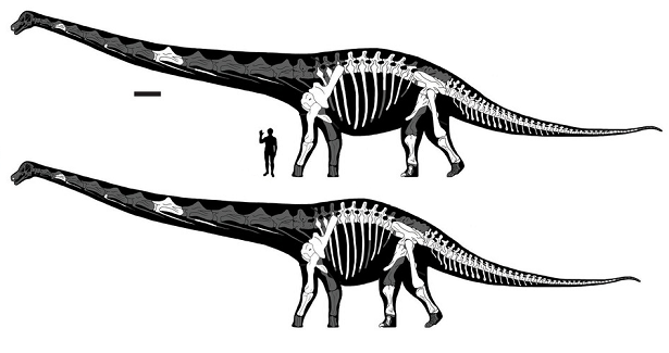 Dreadnoughtus tors