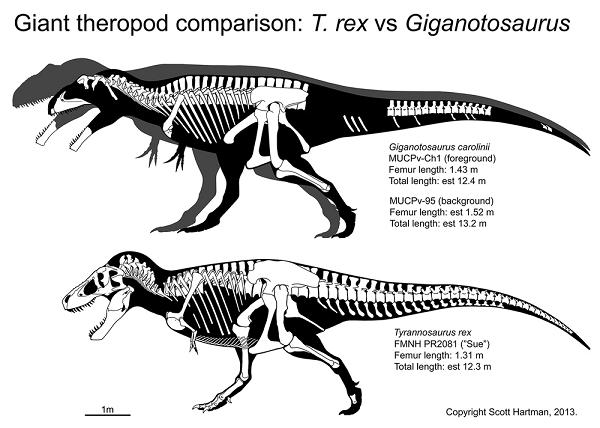 Sue vs Giganotosaurus