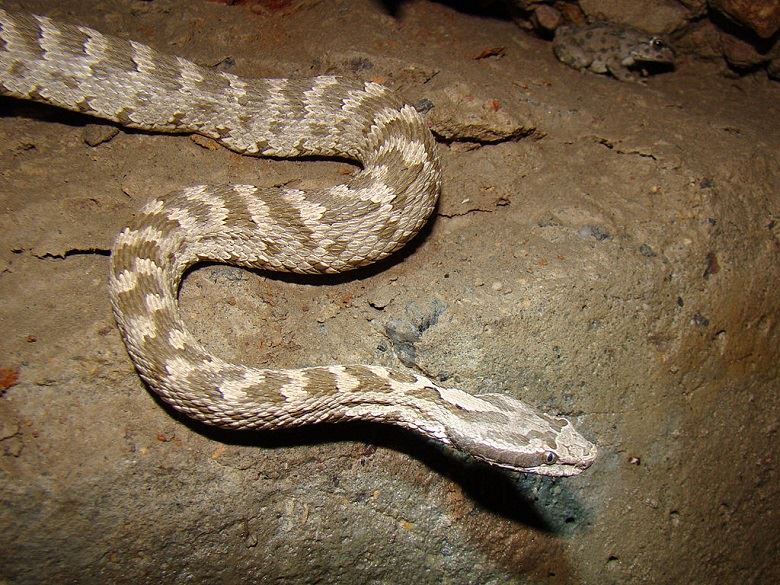 Mokasyn hali Gloydius halys jest jedynym wężem z podrodziny grzechotnikowatych którego zasięg występowania sięga granic Europy. Fot. by Yuriy75