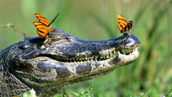 Krokodyl-crocodile-2.jpg