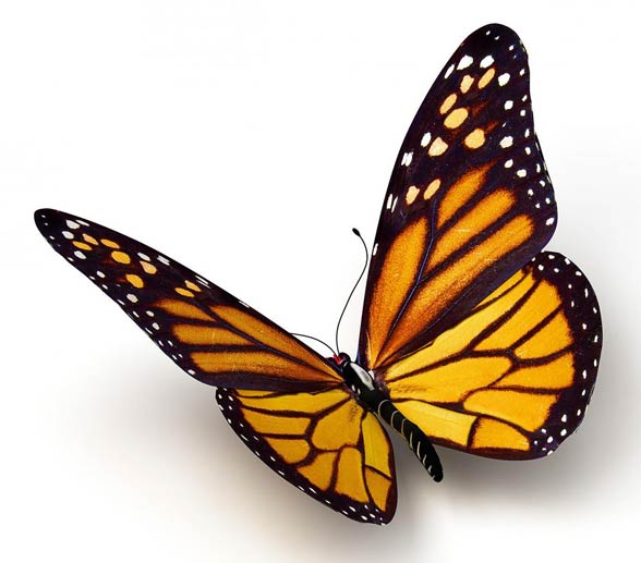 animated monarch butterfly clip art free - photo #48