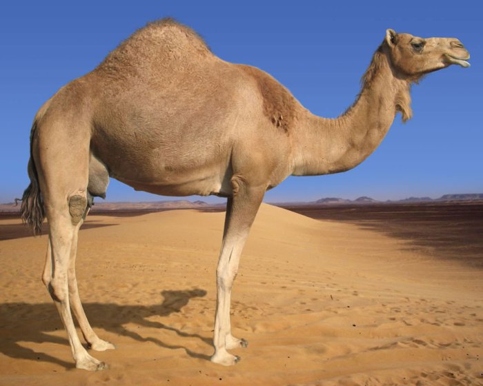 http://dinoanimals.pl/wp-content/uploads/2012/12/Wielb%C5%82%C4%85d-Camel-dromader.jpg