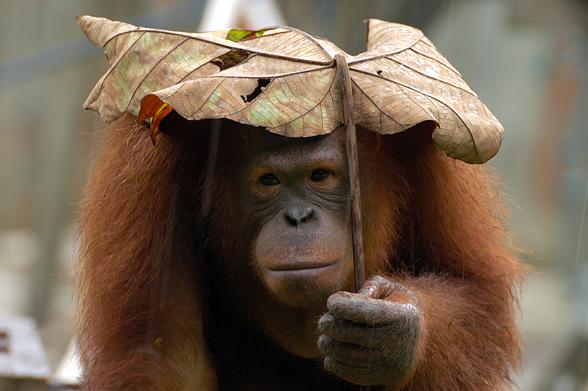 Orangutan-4.jpg