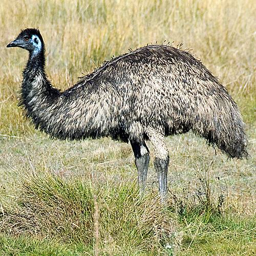 Image result for strus Emu