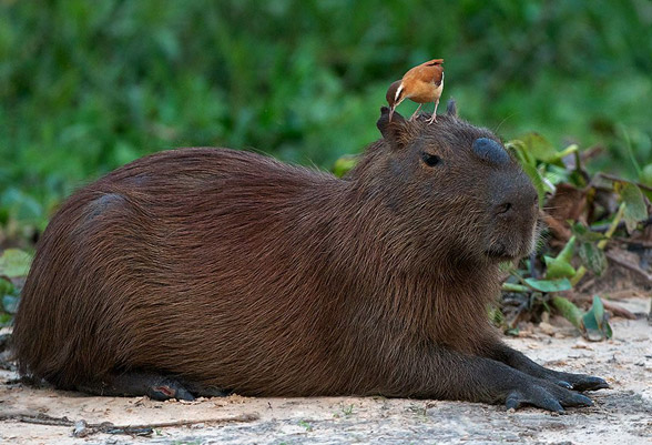 Kapibara (Hydrochoerus hydrochaeris) | DinoAnimals.pl
