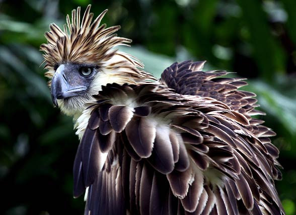 http://dinoanimals.pl/wp-content/uploads/2013/10/Ma%C5%82pozer4.jpg