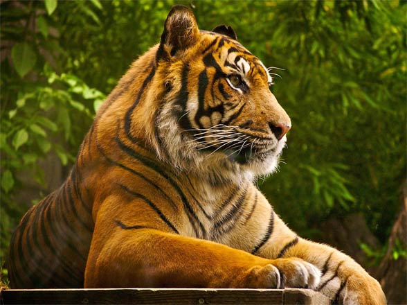 Znalezione obrazy dla zapytania tygrys bengalski