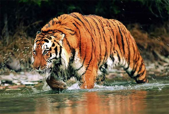 [Obrazek: Tygrys-bengalski8.jpg]
