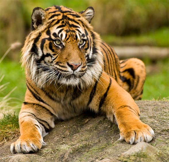 Tygrys-sumatrza%C5%84ski.jpg