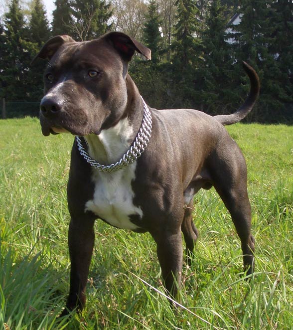 Amstaf, Amstaff