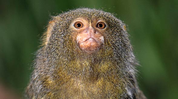 Pigmejka, uistiti pigmejka (Cebuella pygmaea).