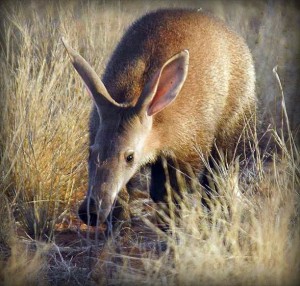 Image result for aardvark
