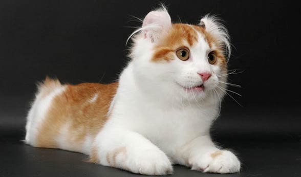 Znalezione obrazy dla zapytania Kot Amerykański Curl Długowłosy
