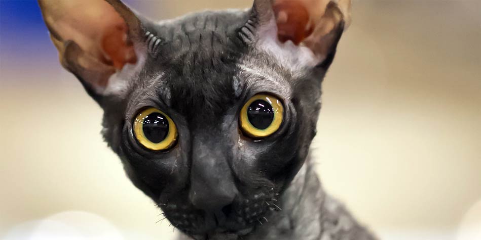 Kot Cornish Rex Dinoanimalspl
