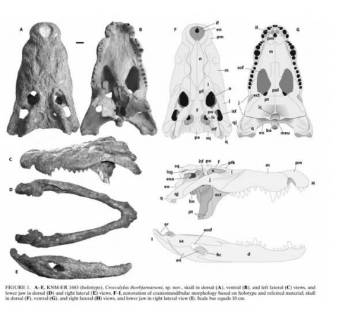 Череп крокодила схема