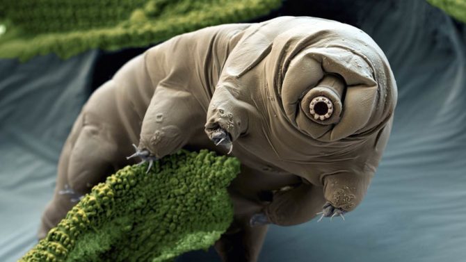 Tardigrades Can Survive Extreme Conditions: These microscopic creatures ...