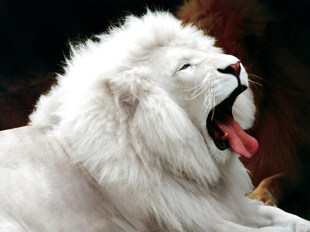 Biały lew