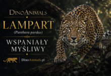 Lampart (Panthera pardus)