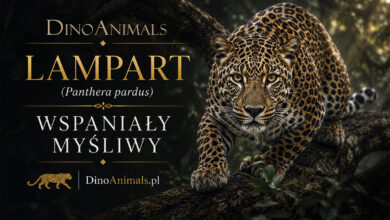 Lampart (Panthera pardus)