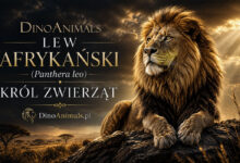 Lew afrykański (Panthera leo) by DinoAnimals.pl