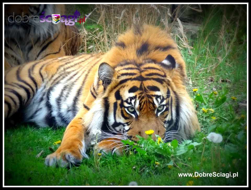 Tygrys, Tiger © by DobreSciagi.pl