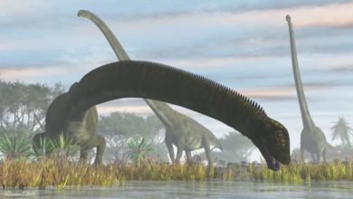 Dinozaury długie szyje