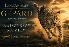 Gepard (Acinonyx jubatus)