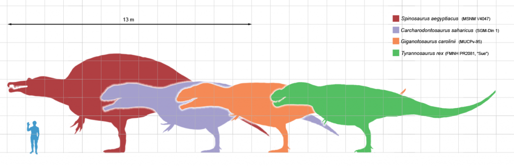 Największe teropody - porównanie wielkości
