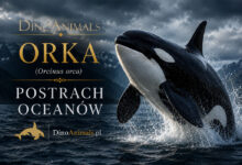 Orka oceaniczna, miecznik (Orcinus orca)