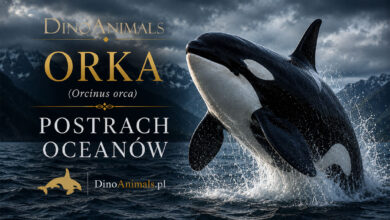 Orka oceaniczna, miecznik (Orcinus orca)