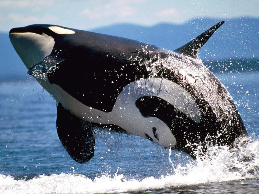 Orka, orca