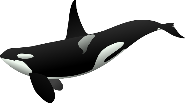 Orka (Orcinus orca)