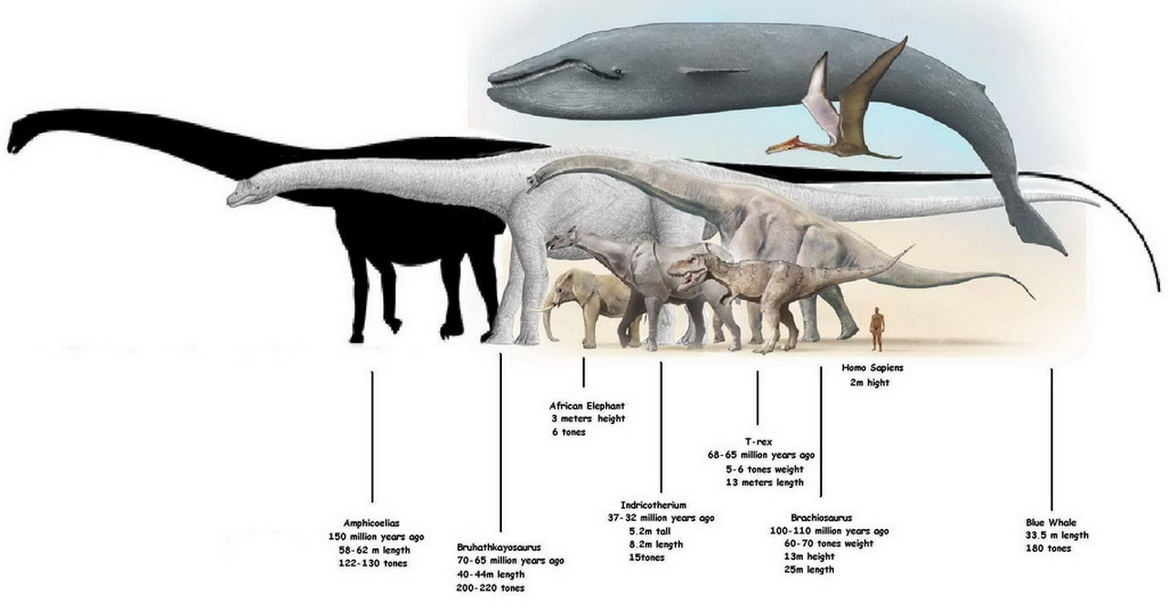 Porównanie wielkości dinozaury, ssaki, człowiek