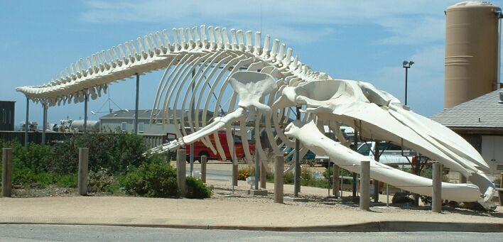 Płetwal błękitny - szkielet