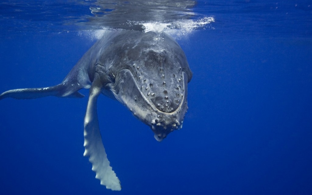 Wieloryby - Płetwal błękitny