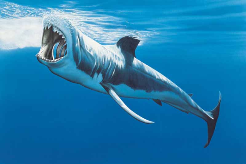 Rekin żarłacz biały