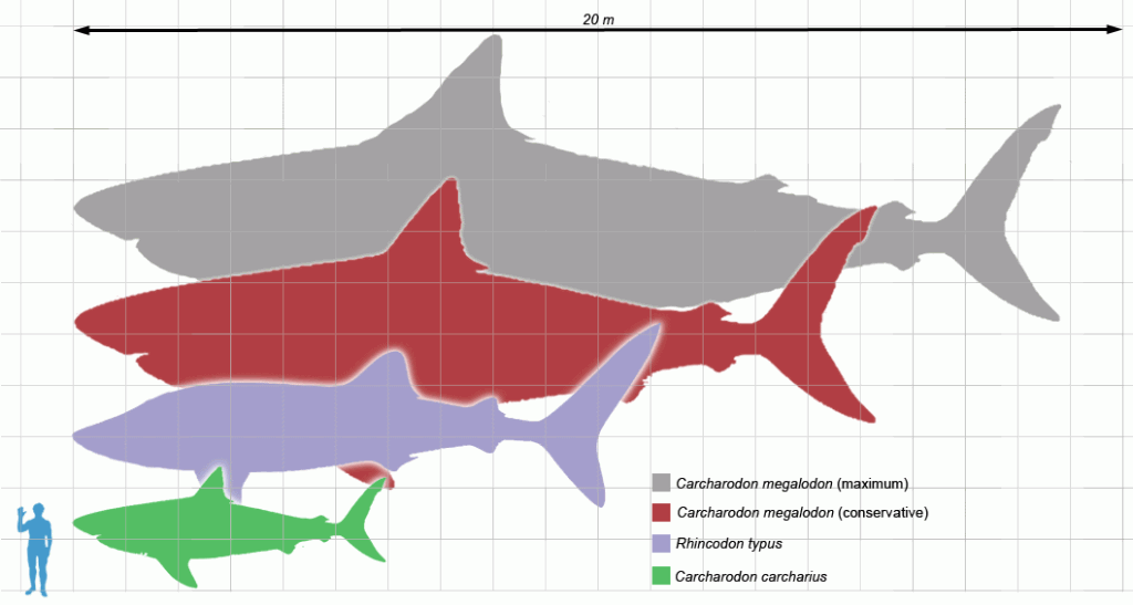 Rekiny - zestawienie wielkości