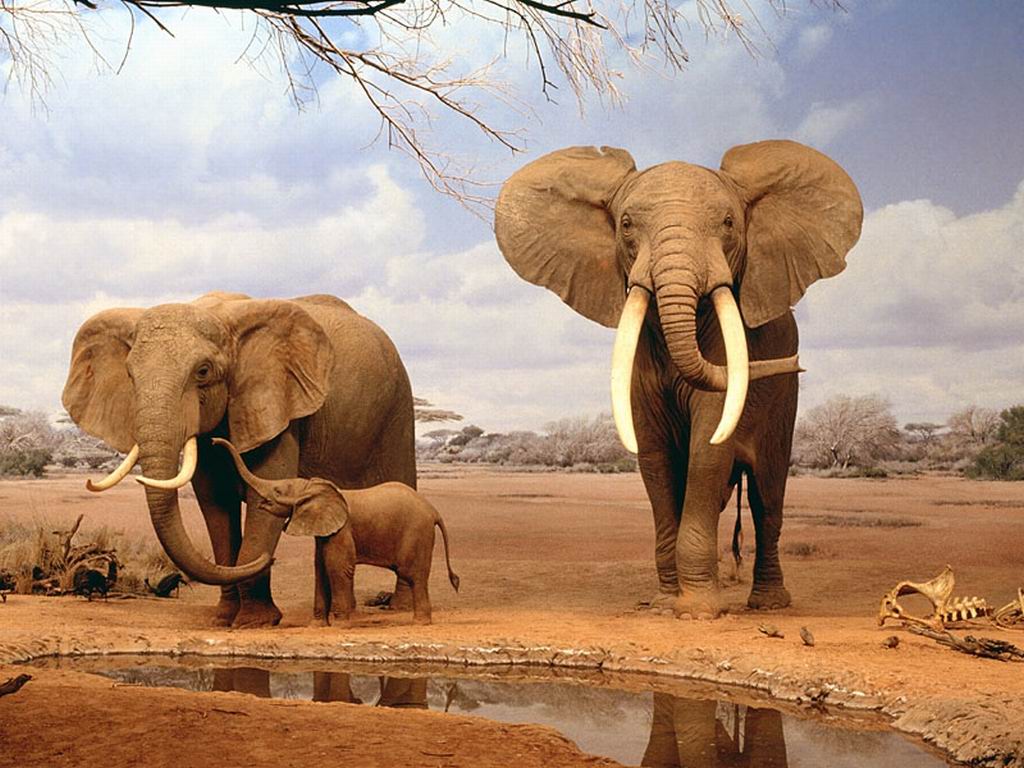 Rodzina słoni.