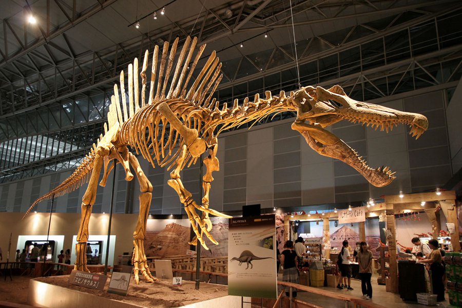 Spinosaurus (spinozaur)