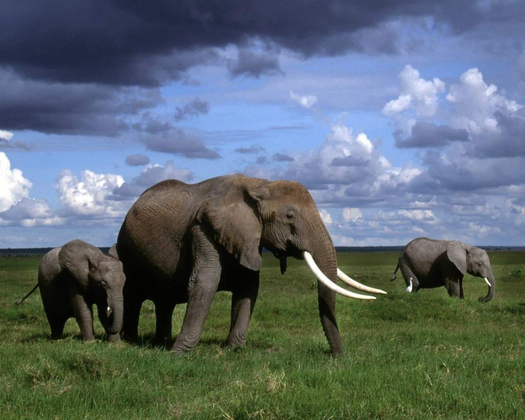 Słonie afrykańskie.