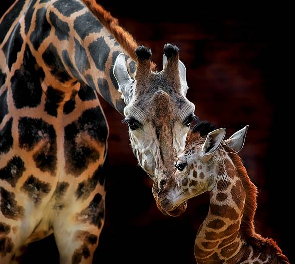 Żyrafa – najwyższe zwierzę na Ziemi | DinoAnimals.pl