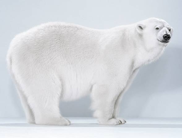 Niedźwiedź polarny (Thalarctos maritimus)