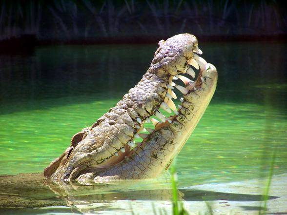 Śmiercionośne szczęki krokodyla.