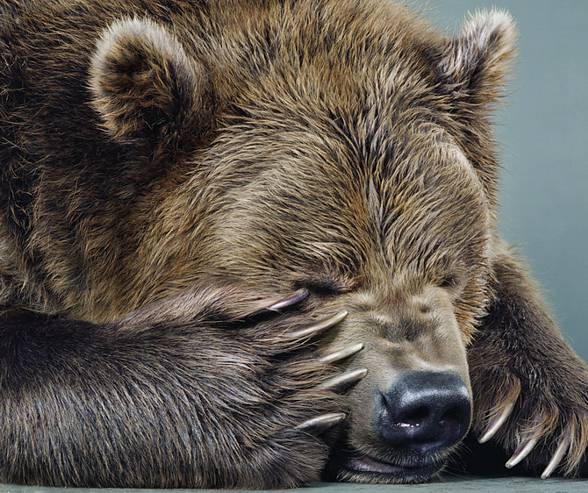 Pazury niedźwiedzia brunatnego mają kilkanaście centymetrów długości.