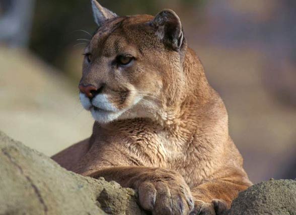 Puma, kuguar, lew górski (Puma concolor).