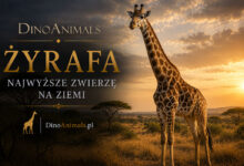 Żyrafa (Giraffidae)