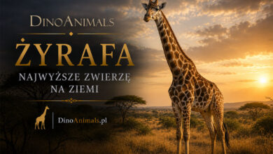 Żyrafa (Giraffidae)
