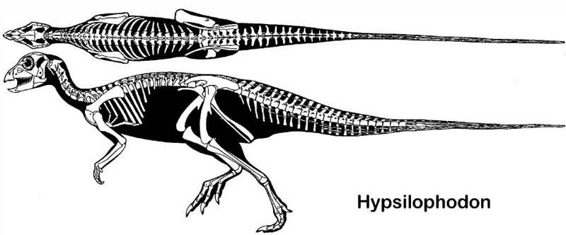 Hipsylofodon (Hypsilophodon)